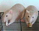 2rats.jpg